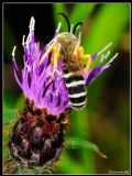 Halictus scabiosae